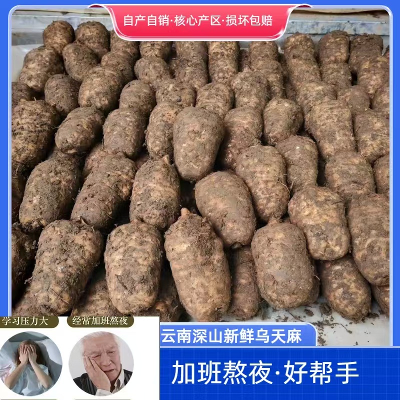 野外种植【新鲜湿天乌麻】云南昭通彝良小草坝现挖发煲汤泡酒蒸鸡蛋