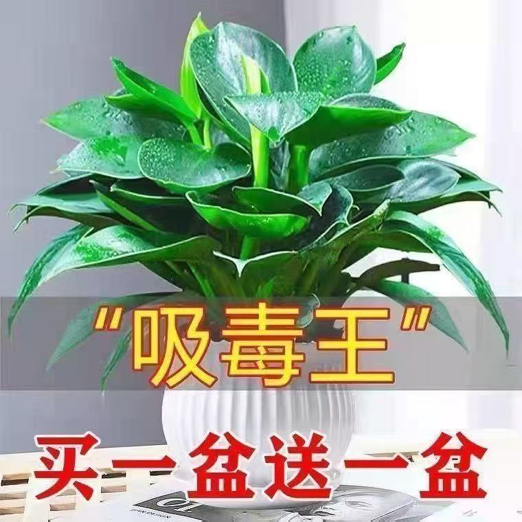 【吸甲醛植物】大叶金钻盆栽室内绿植办公室客厅四季常青水培土培