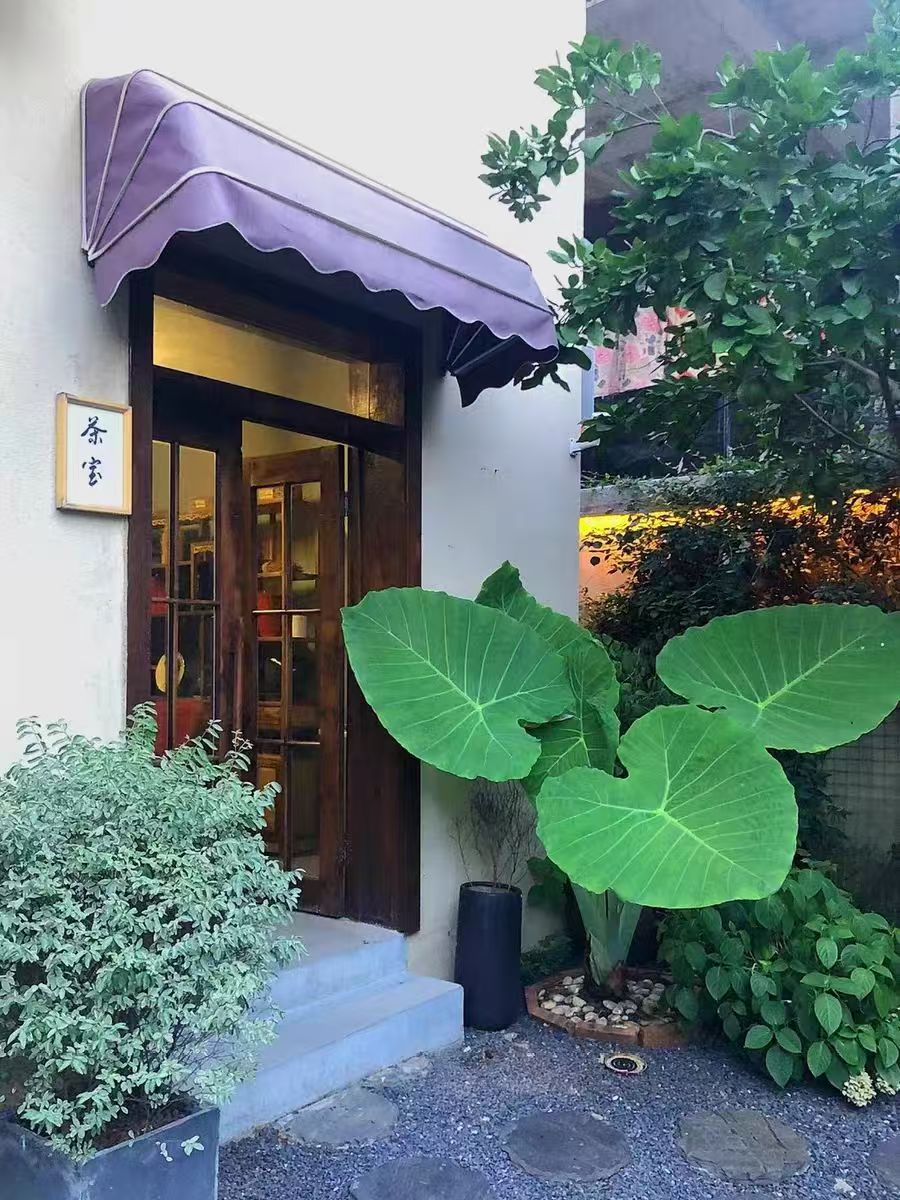 室内装饰宠儿象耳芋，大叶片打造自然美学！芋头绿植海芋绿植盆栽