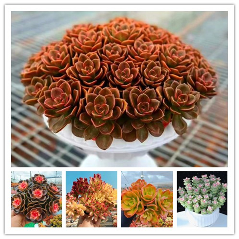 XP红酒玫瑰+罗马盆组合 多肉植物 好养好活 帯盆土云南基地发货