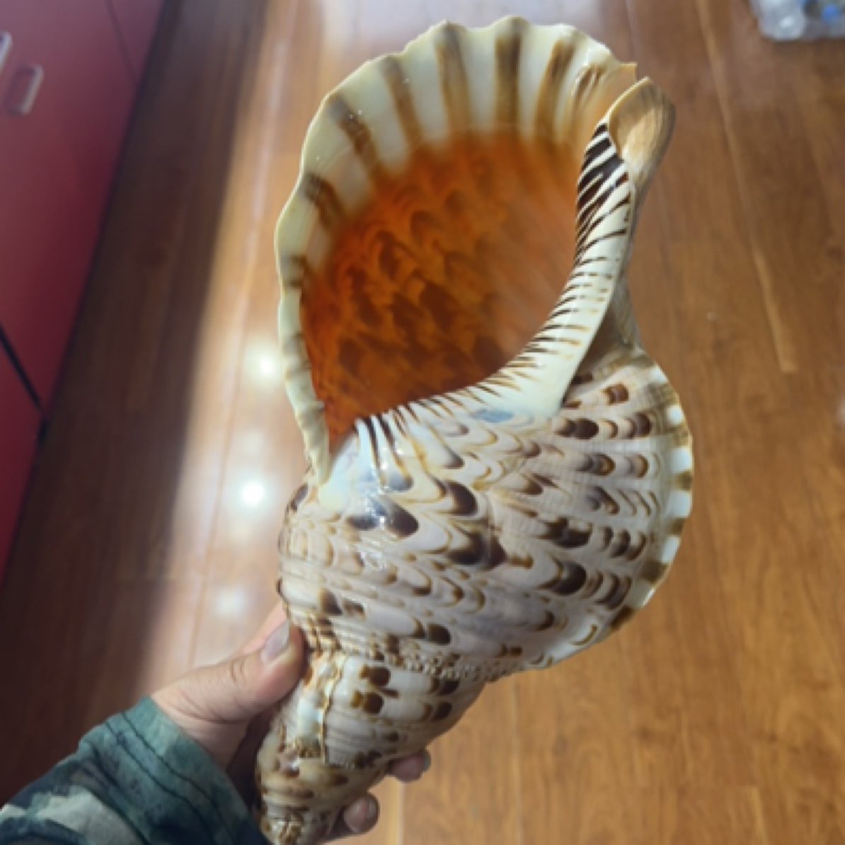 天然花纹海螺 天然深海打捞 已开口能吹响号角