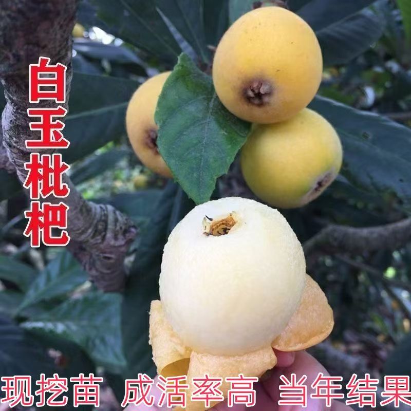 白玉枇杷树苗嫁接特大早熟无核白沙琵琶果树苗南北方种植当年结果