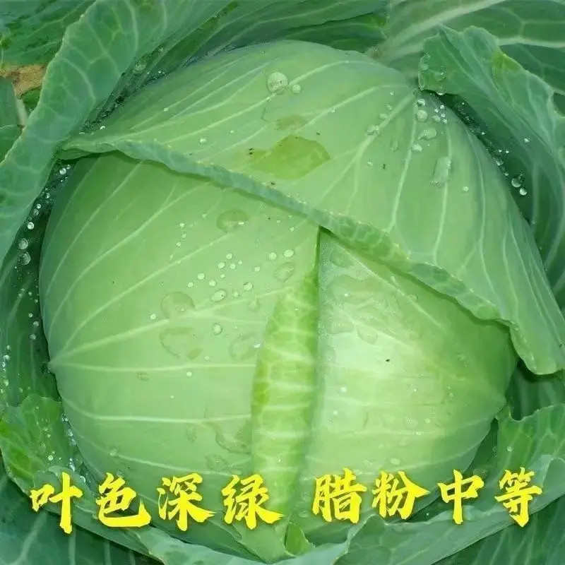 正品对版薄皮脆甜松包老品种包菜薄皮莲花白秧苗带土发货带土发货