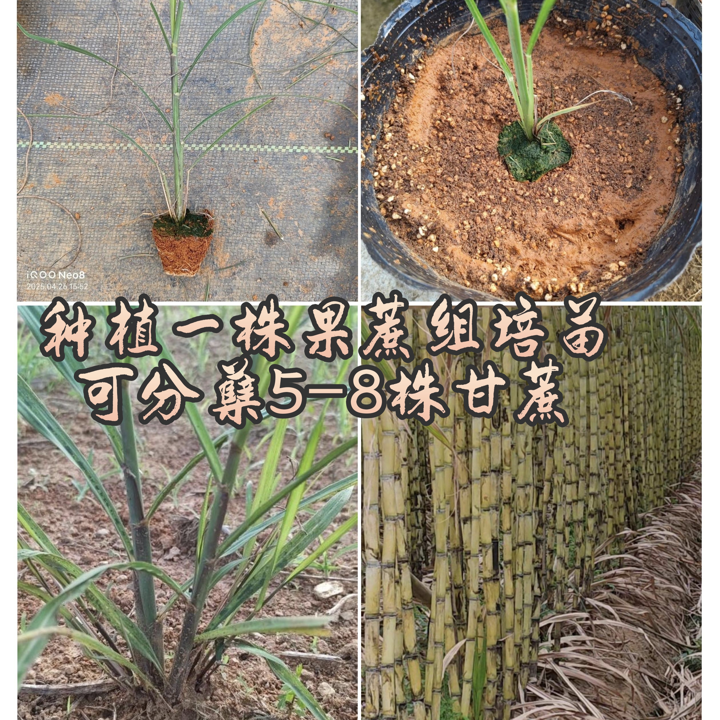 粤脆脱毒甘蔗苗青皮甘蔗绿植工位盆景盆栽组培果蔗苗盆栽苗迷你