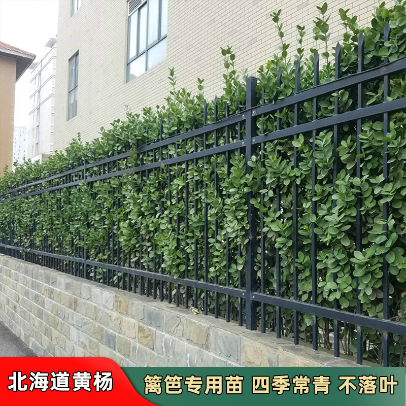 围墙篱笆植物大叶北海道黄杨苗冬青树苗四季常青耐寒庭院绿篱树苗