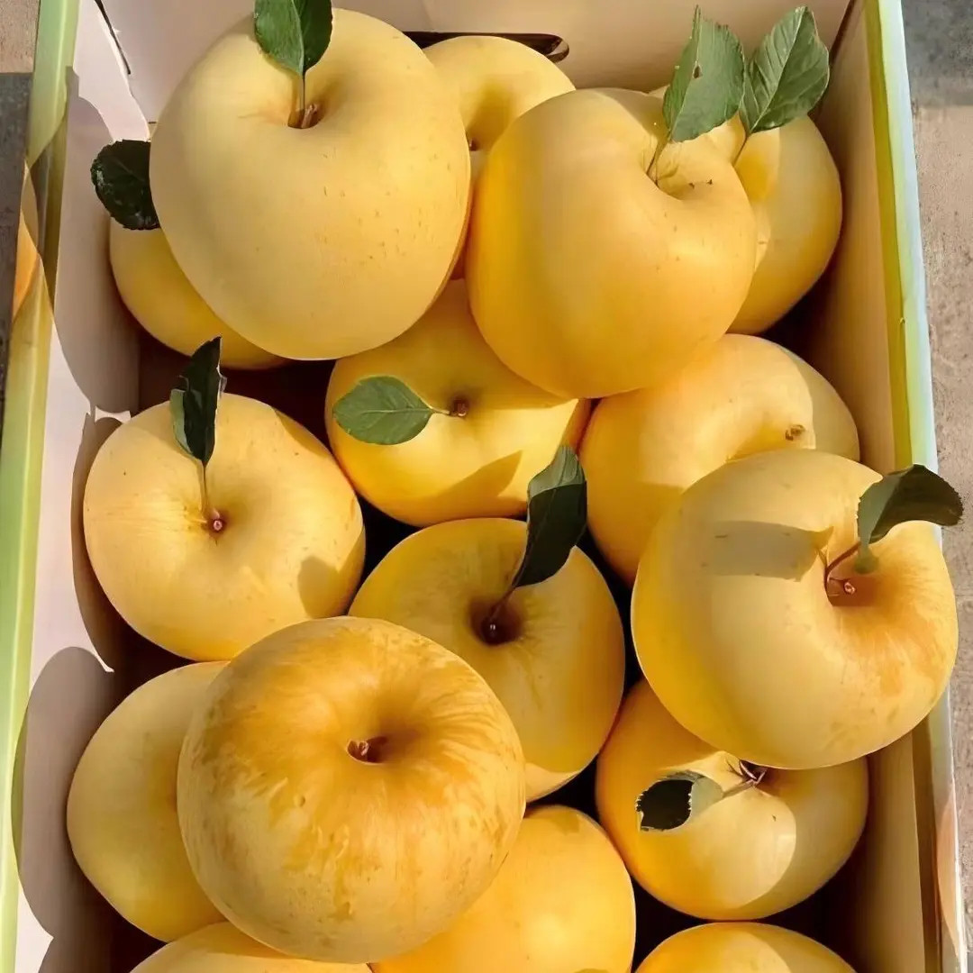 正宗山东烟台黄金奶油富士苹果新鲜水果当季热卖脆甜丑苹果冰糖心
