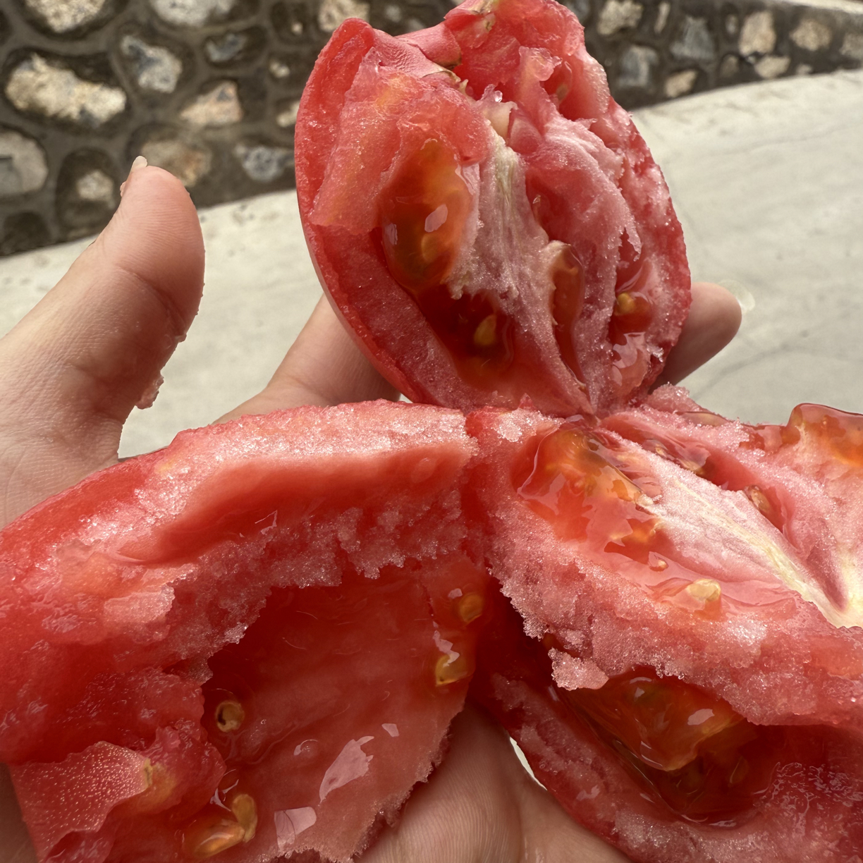 老品种洋柿子自然熟露天沙瓤西红柿新鲜生吃水果番茄