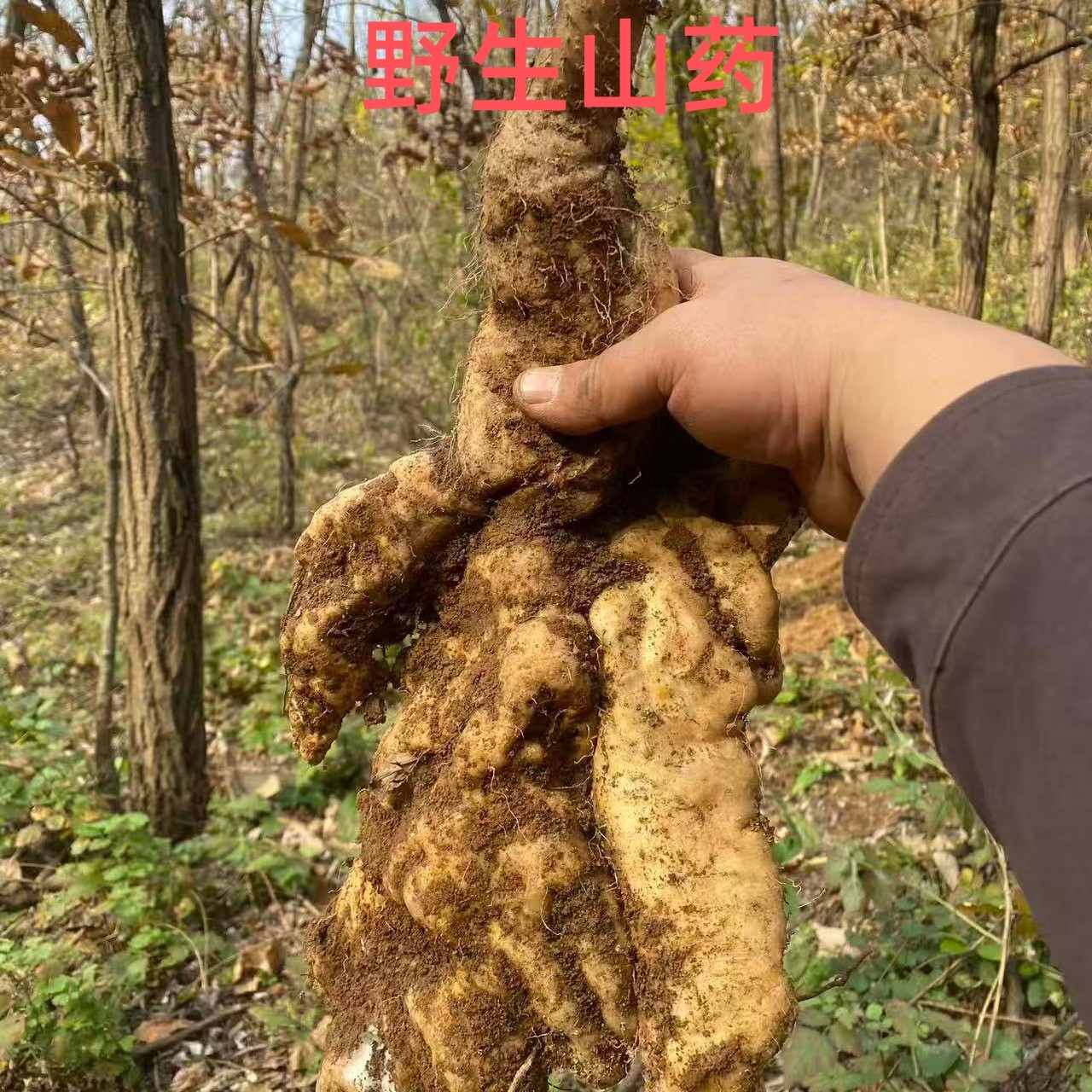 精品野山药高山原产地现挖现发新鲜野生山药粉糯香甜面