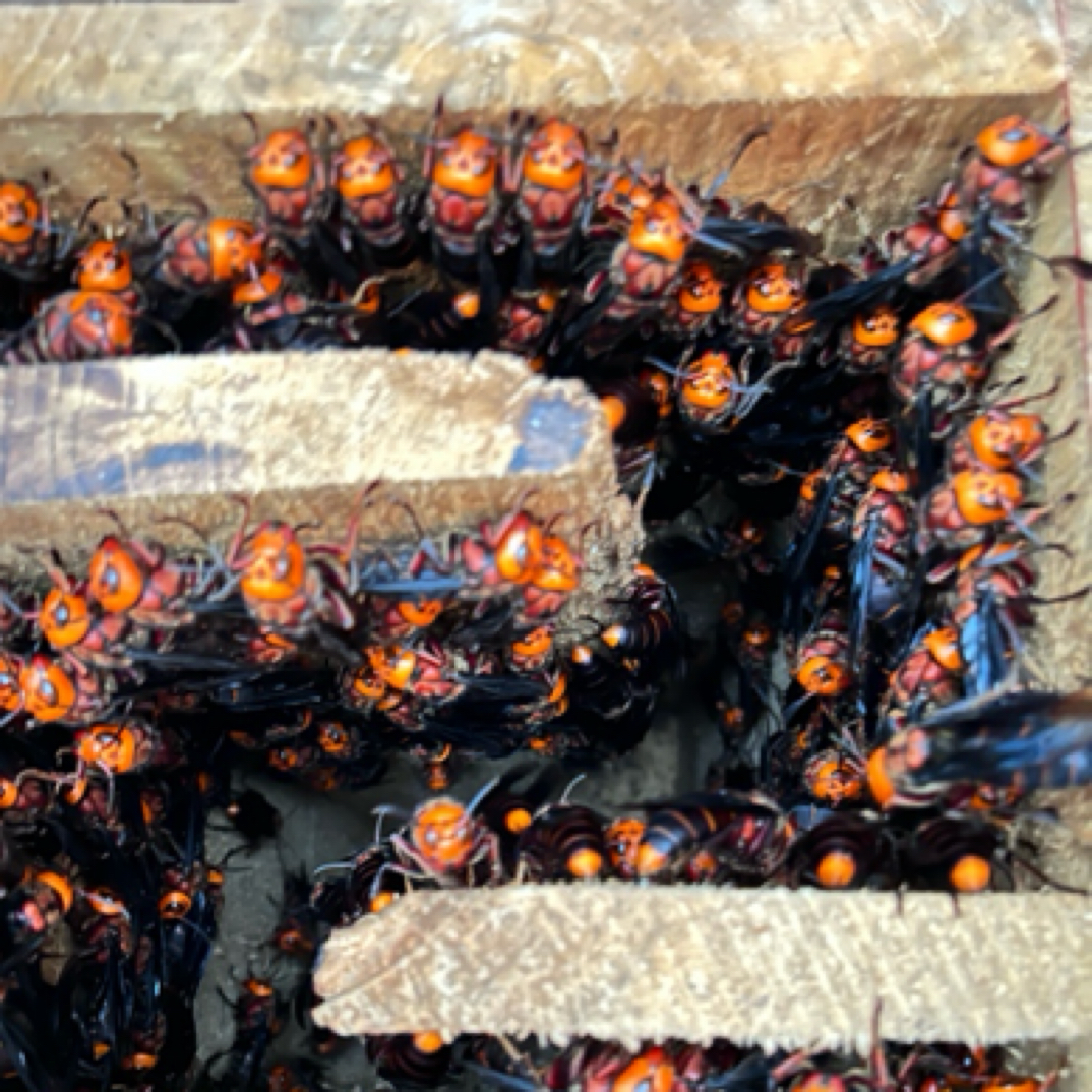 中华虎头蜂之红娘虎头蜂蜂王