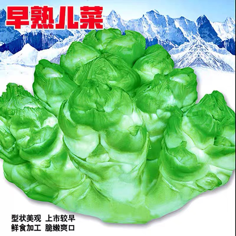 早熟儿菜种子四川重庆娃娃菜种子脆嫩肉白炒食儿菜种子蔬菜