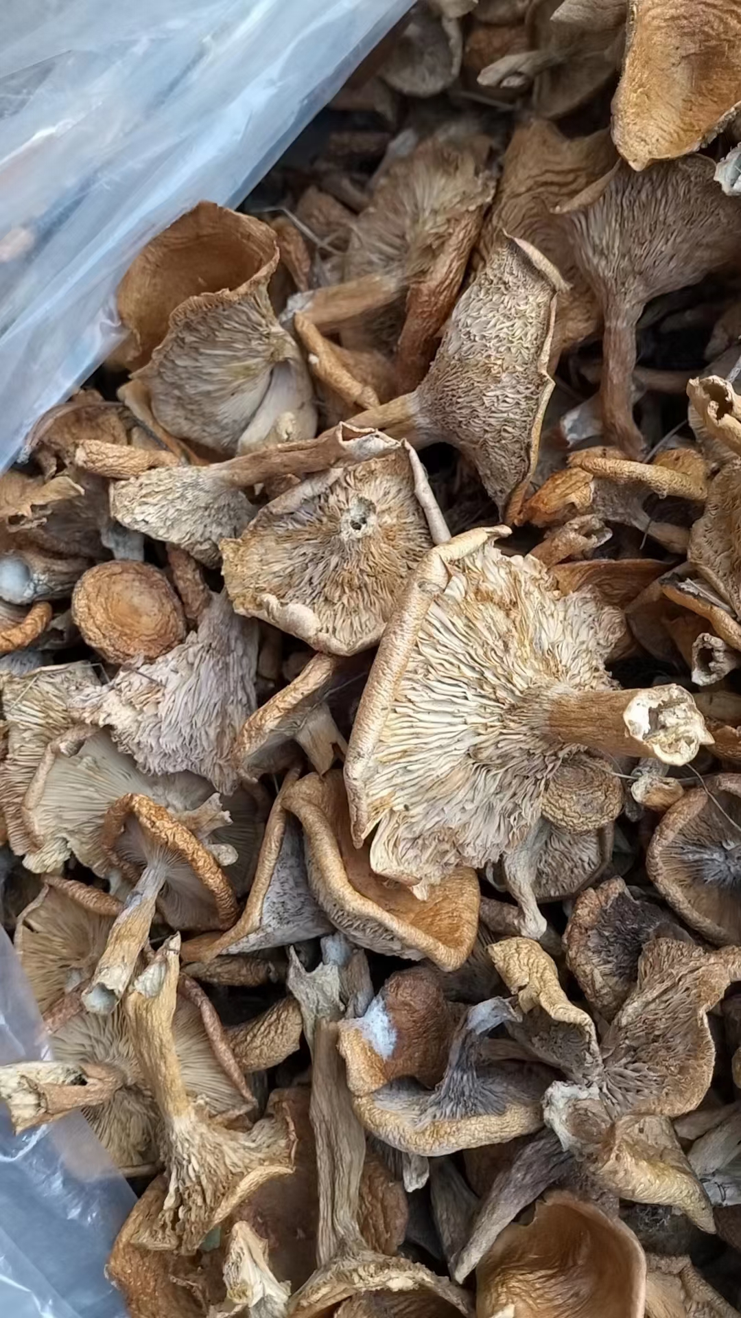 恩施特产野生菌子农家采摘自然晾晒干货食用菌菇