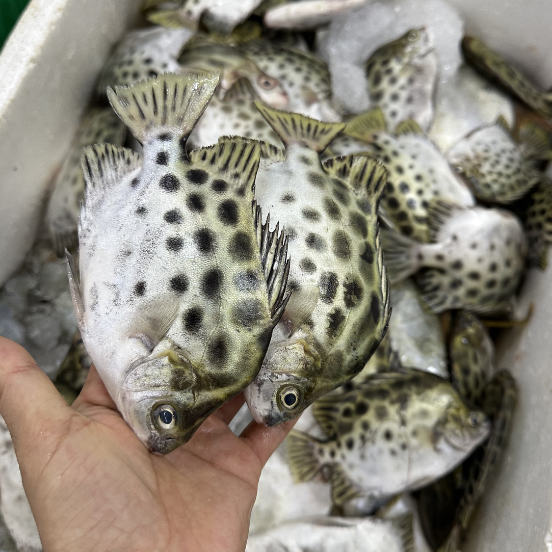 海捕小金鼓鱼 小金鼓鱼 （野生的不肥肚子甘苦）不杀无细刺顺丰新鲜