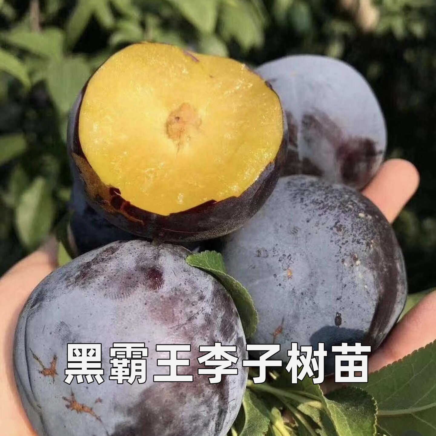 黑霸王李子树苗特大嫁接果树苗耐寒南北方庭院地栽当年结果蜂糖李