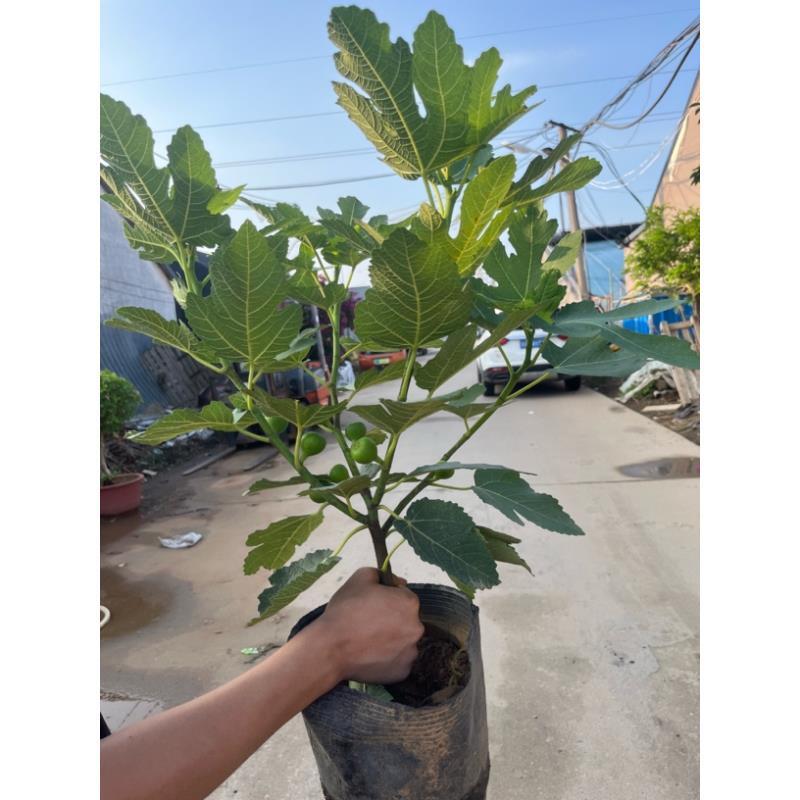 无花果盆栽原盆原土可庭院阳台地栽南北方都能种植