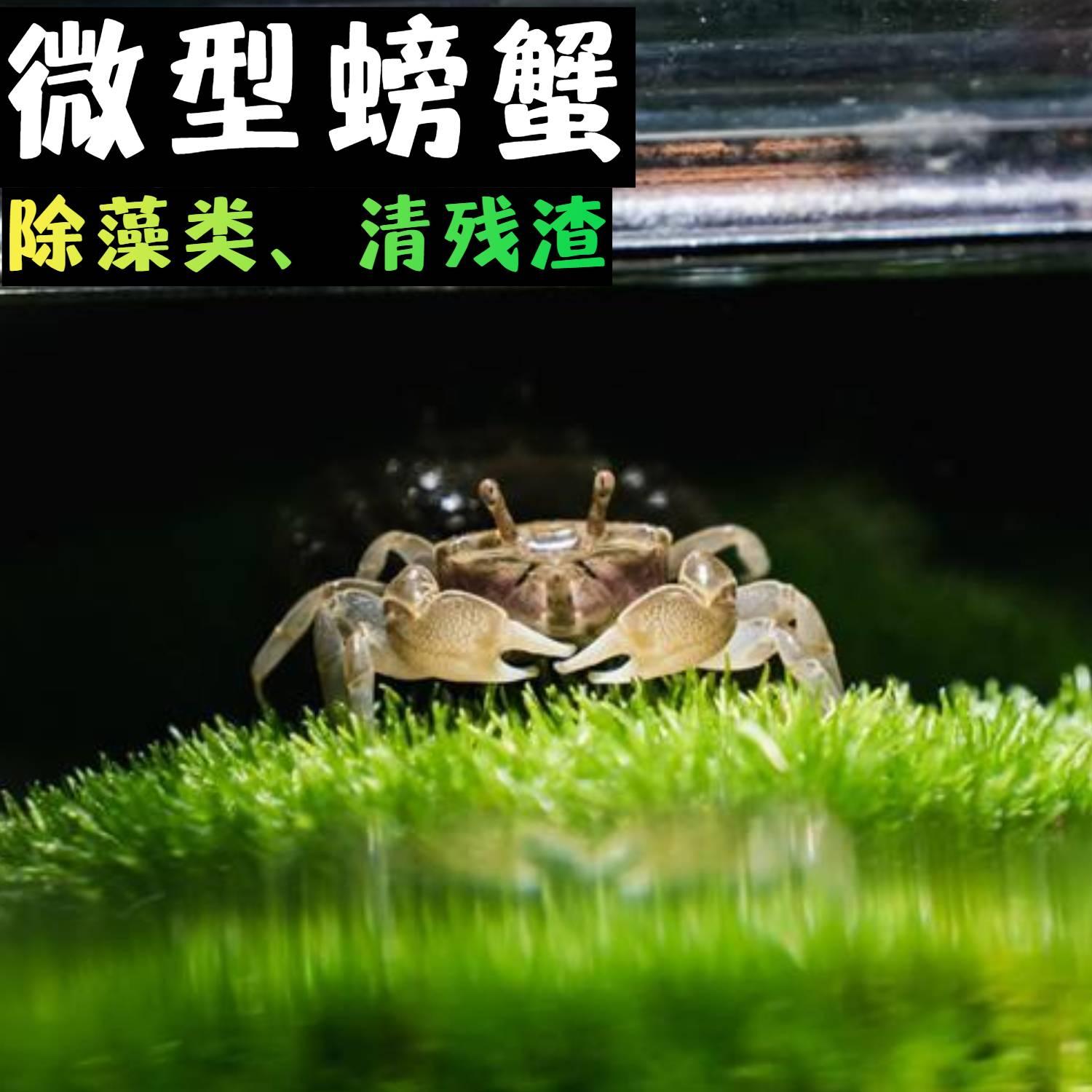 观赏蟹活体迷你辣椒蟹观赏螃蟹宠物蟹活体蟹