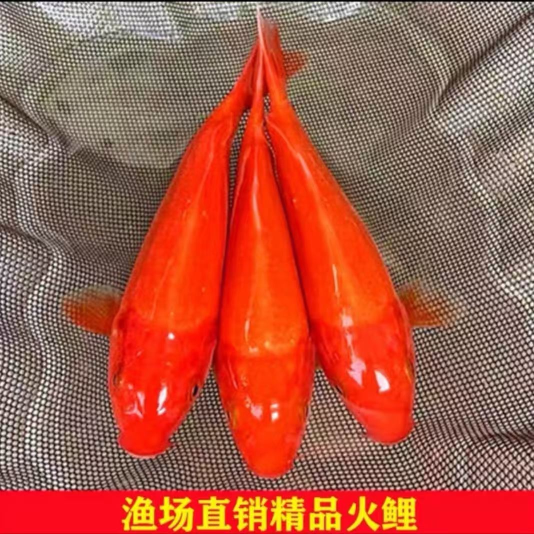 日本进口纯种火鲤锦鲤红锦鲤银鳞冷水观赏鱼活体鱼好养招财观赏鱼