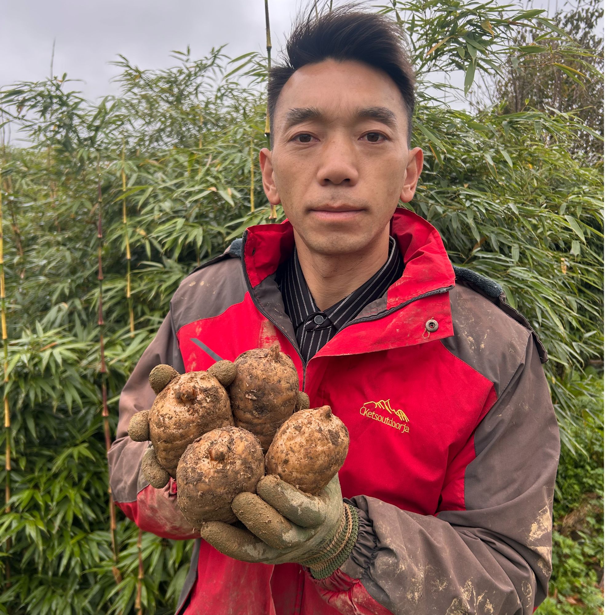 云南小草坝高山乌天麻新鲜采挖仿野生种植可煲汤泡酒的