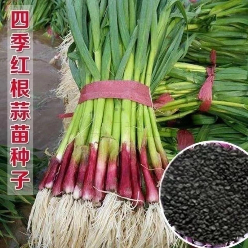 红头香蒜种子一年四季红色蒜苗种子红头蒜三茬连续可种植阳台盆栽