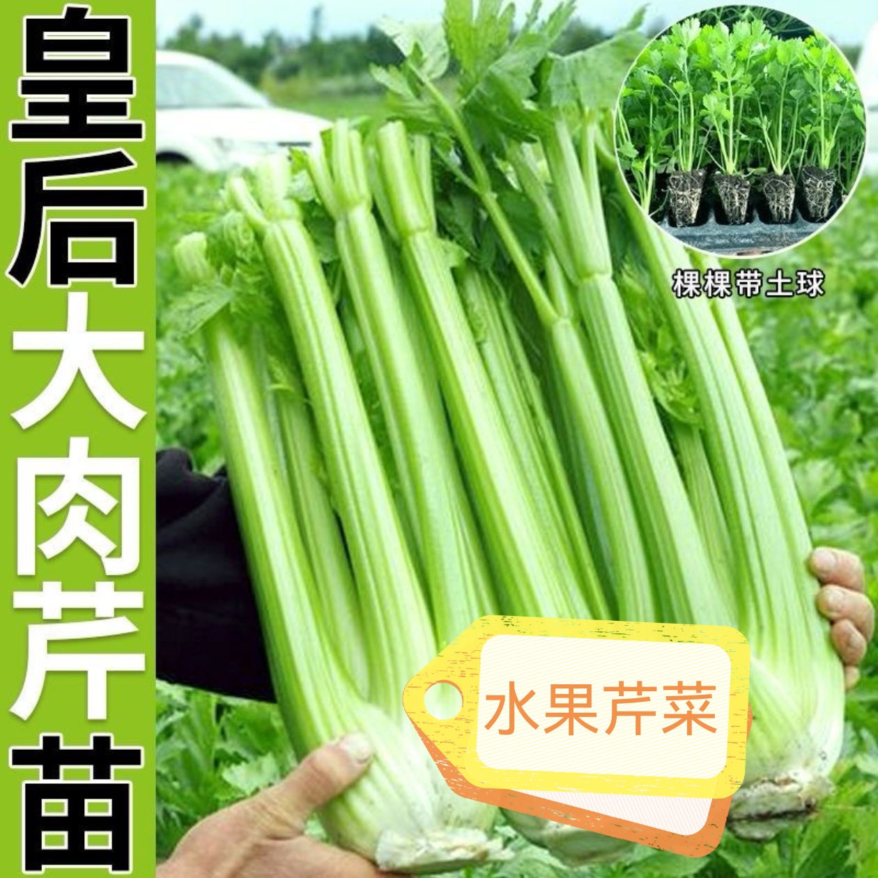 寿光水果芹菜苗子皇后西芹芹菜苗四季芹菜高产阳台小院种植蔬菜苗