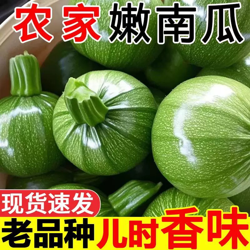 云南蔬菜瓜小圆瓜时令嫩新鲜南瓜当季南瓜西葫芦自小嫩农家