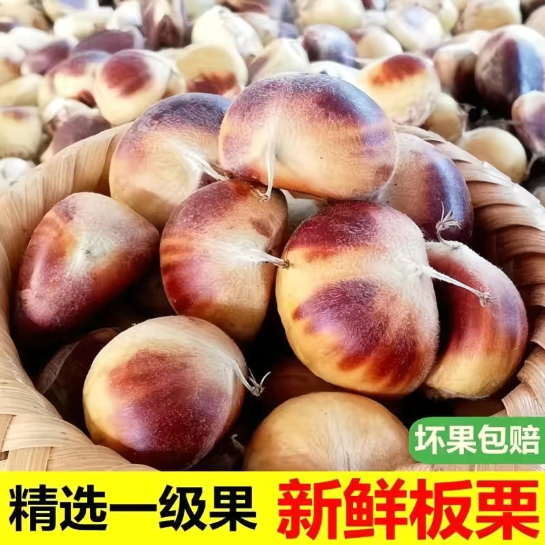 2025正宗罗田板栗新鲜现货板栗带壳嫩板栗红白花壳油栗子现摘现发