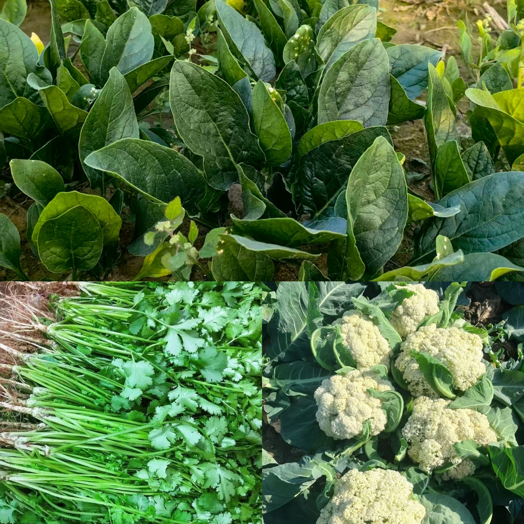 宠粉3拼装蔬菜-（菠菜1斤/花菜1颗（1-1.5斤/香菜斤0.5斤）