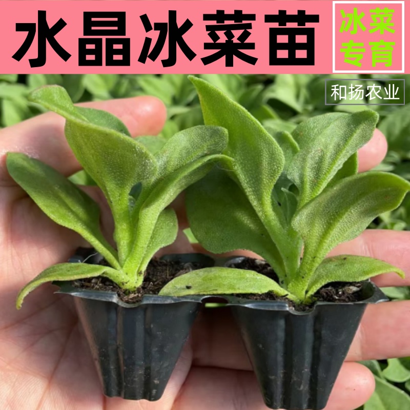 正宗冰菜秧苗大叶水晶冰草苗可即食大冰晶大田阳台盆栽冰菜种子