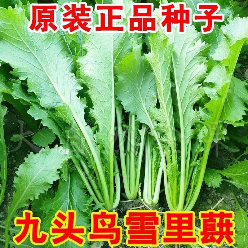 雪里红种子雪里蕻雪菜种籽四季播农家腌制咸菜梅干菜雪菜蔬菜种子