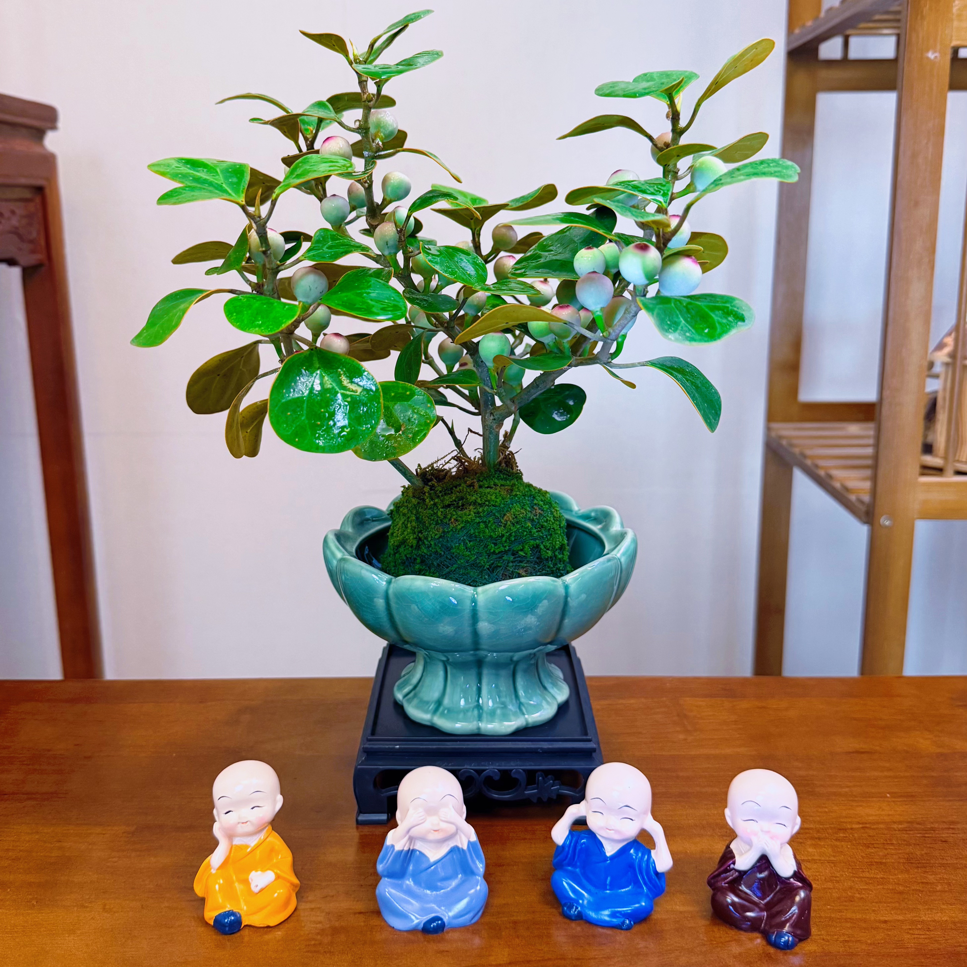 【摆件+盆+底座】小盼菩提树盆栽植物室内四季观果绿植好养盆景摆件
