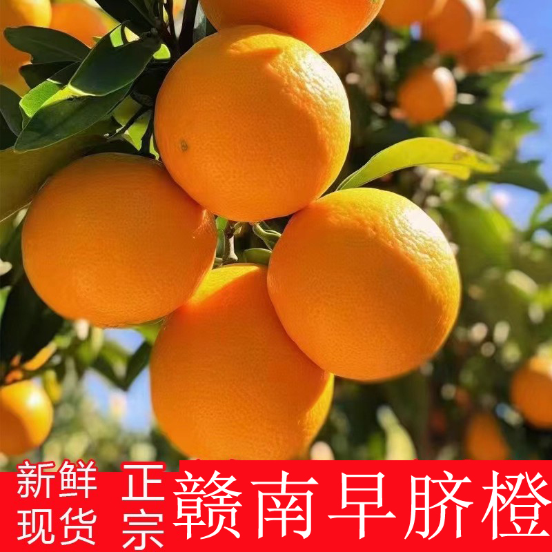江西赣州早脐橙橙子当季水果新鲜正宗手剥可微商代发