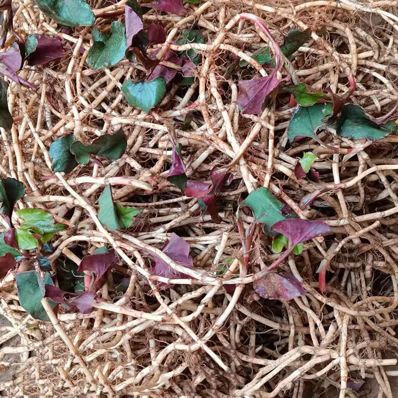 专属贵州农家红叶新鲜现挖鱼腥草折耳根本地特产嫩根凉拌蔬菜