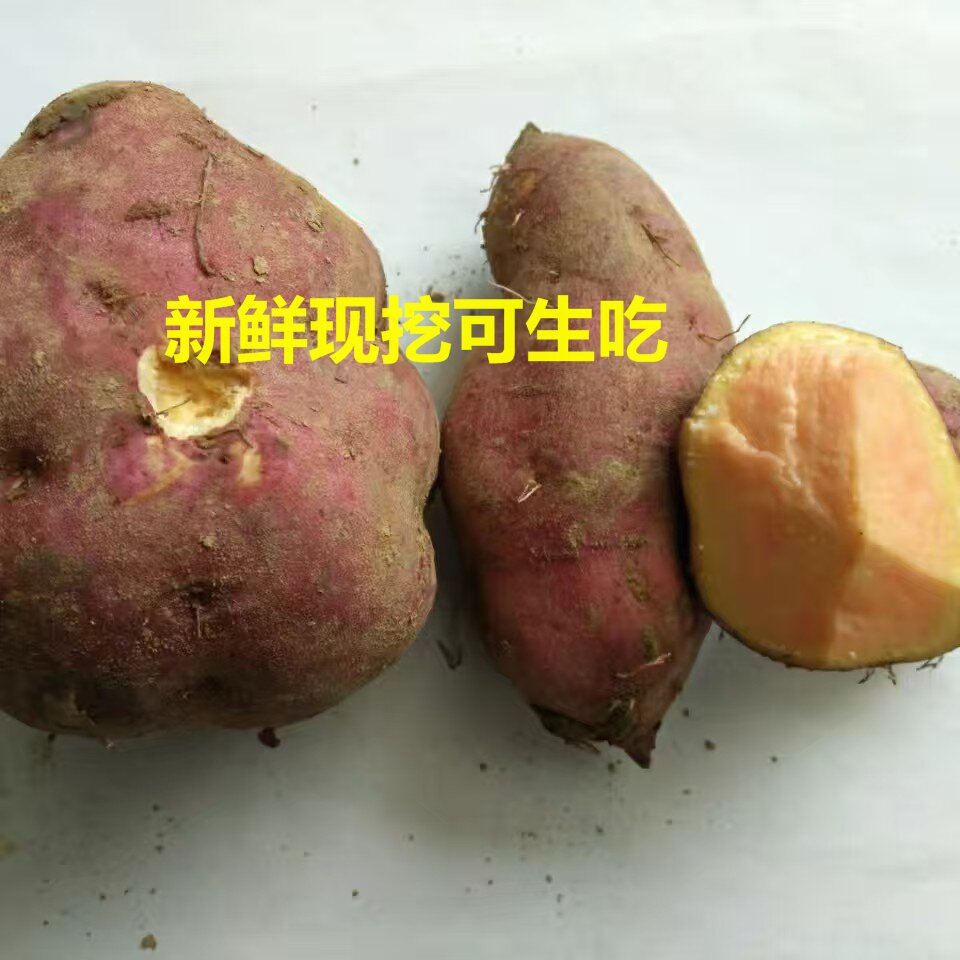 正宗湖南苹果红薯红心薯新鲜现挖香甜生吃番薯可做烤红薯大个包邮