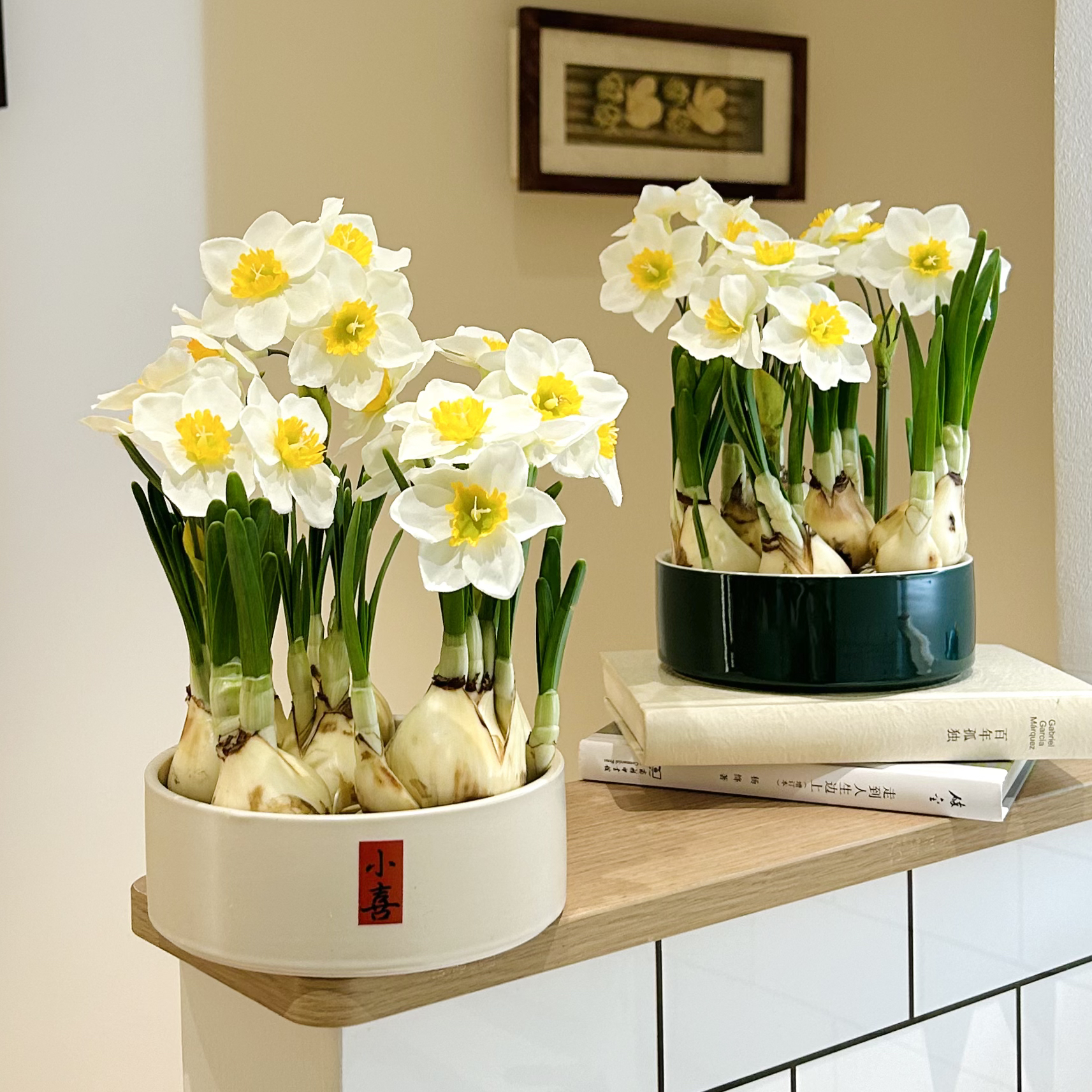 好养水培水仙花年宵花开花盆栽盆景室内客厅办公室桌面观花卉绿植