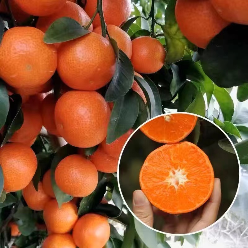 正宗-砂糖橘苗 纯甜无核无籽 可盆栽地栽
