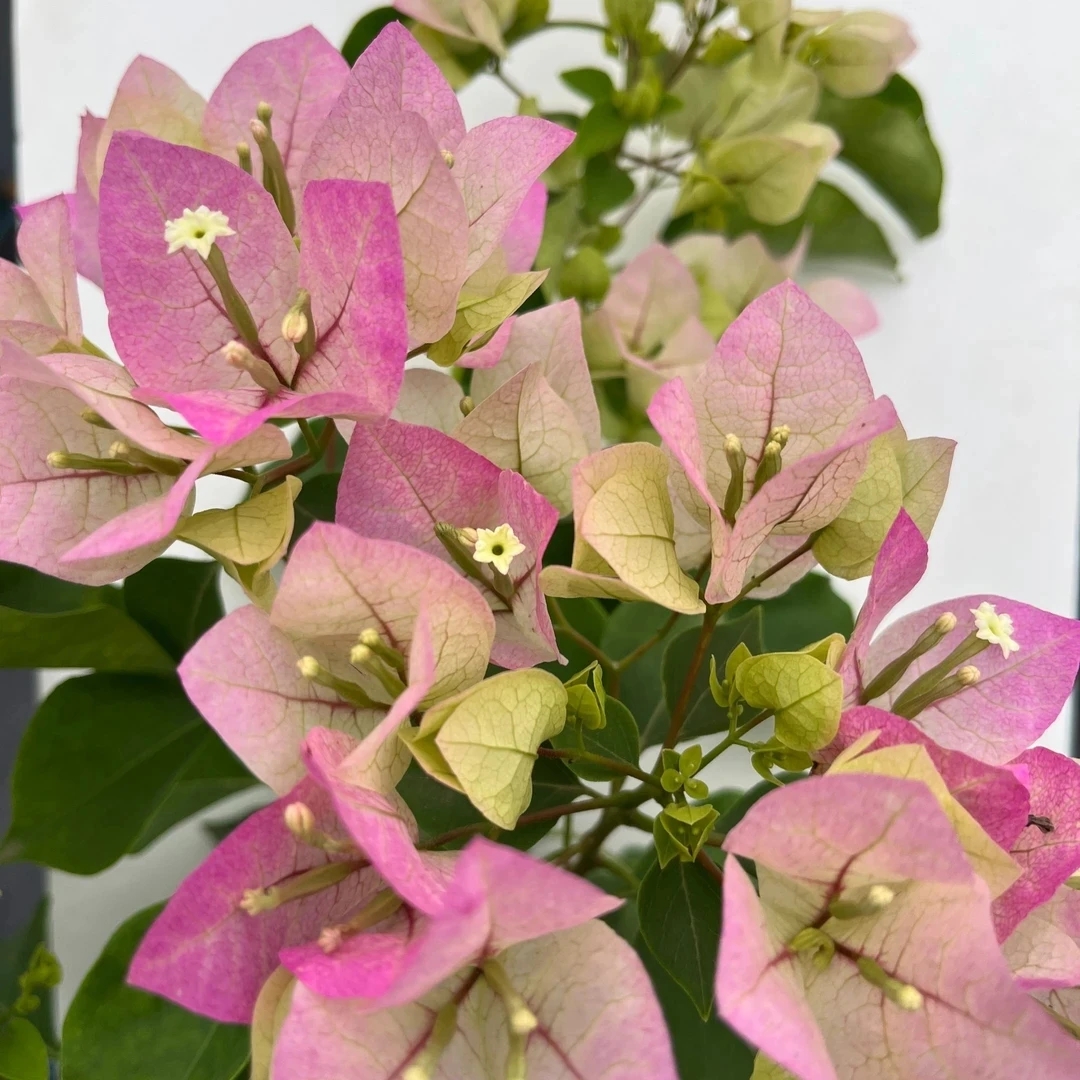 （绿樱）一物一拍 落花落叶落光杆 折枝断枝不售后 介意慎拍