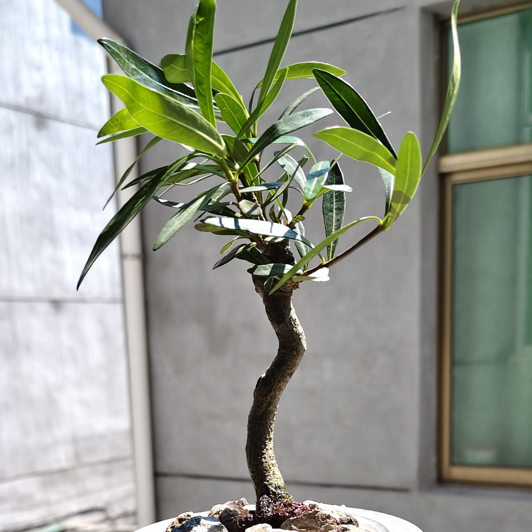 【刘军散打专属】海岛柳叶栀子花水培土培鱼缸造景绿植小叶绿植盆栽