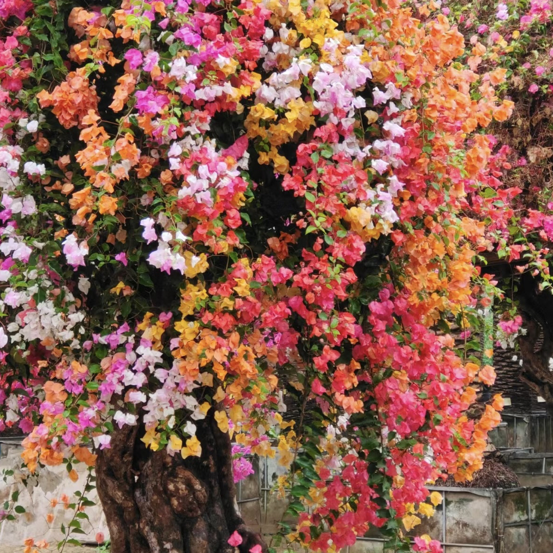 29 【梦幻彩花】四季开花勤花落花落叶不售后一个月内换盆不售后