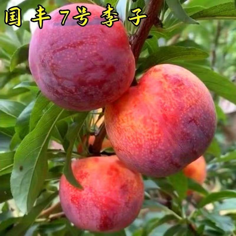 李子树苗嫁接国峰七号李子树苗耐寒耐旱适合南北方庭院别墅种植