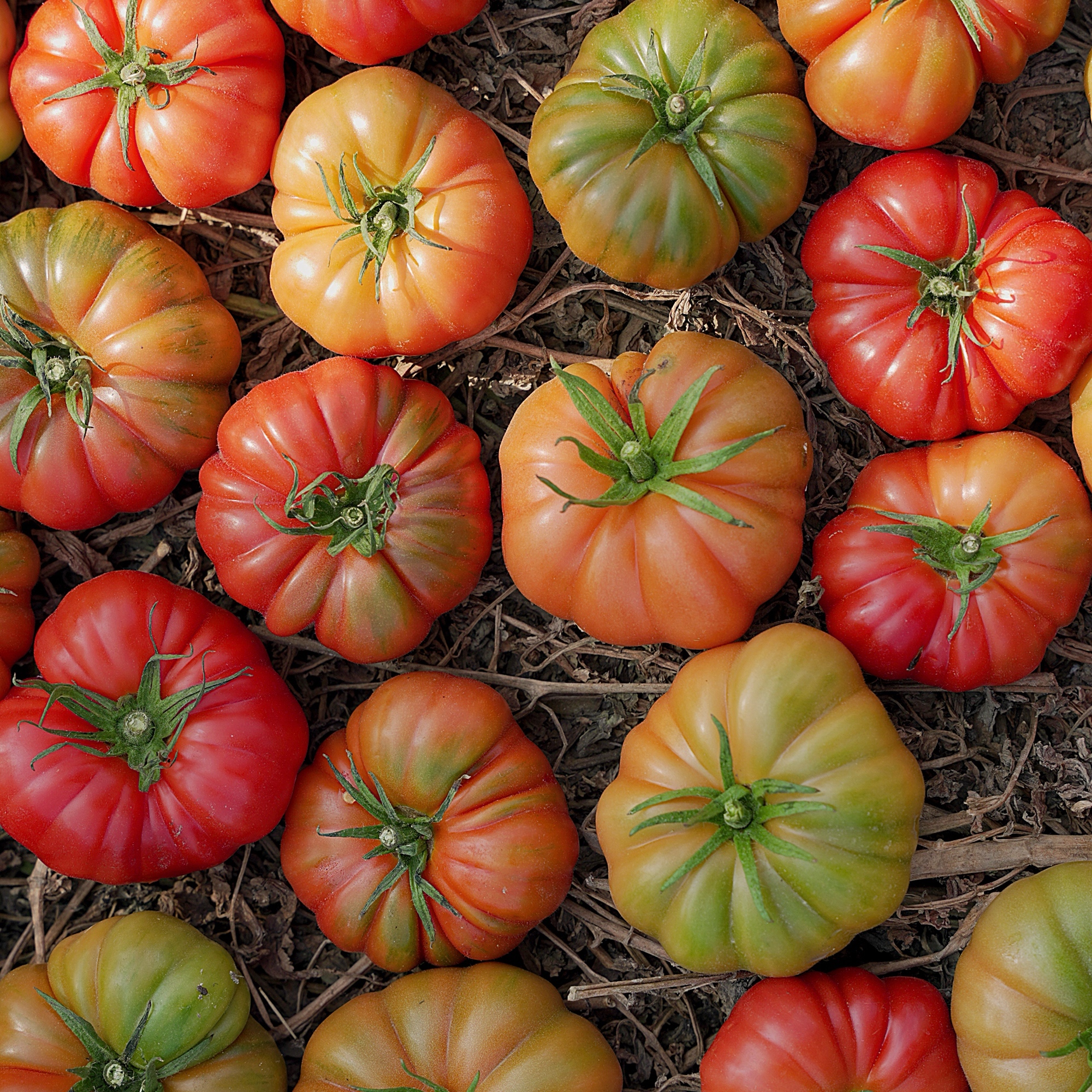 云南老品种马蹄番茄5斤顺丰包邮新鲜现摘沙瓤西红柿酸甜多汁