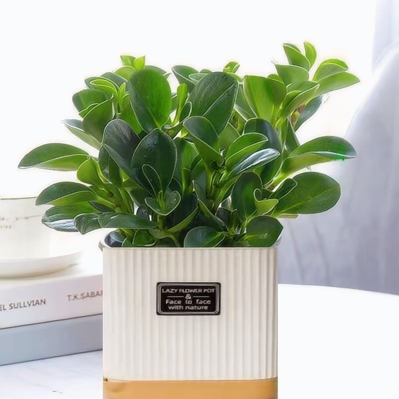 【吸烟鬼】豆瓣绿室内绿植盆栽植物净化空气好养易活