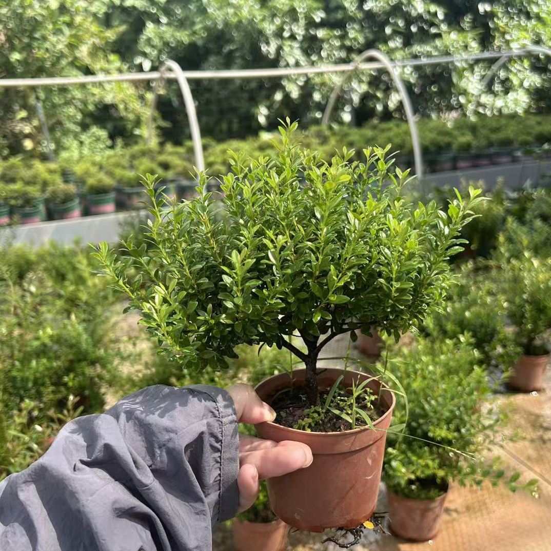 小叶赤楠老桩盆栽四季常绿好养易活适合办公室客厅摆放