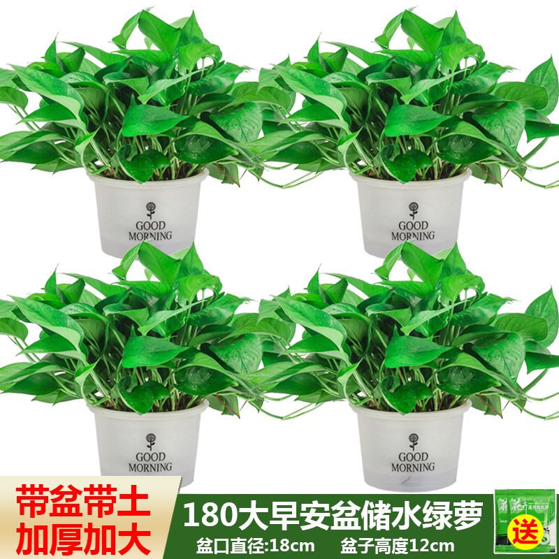 绿萝盆栽室内绿植盆景长藤垂吊大叶绿箩新房吸除甲醛挂墙绿箩