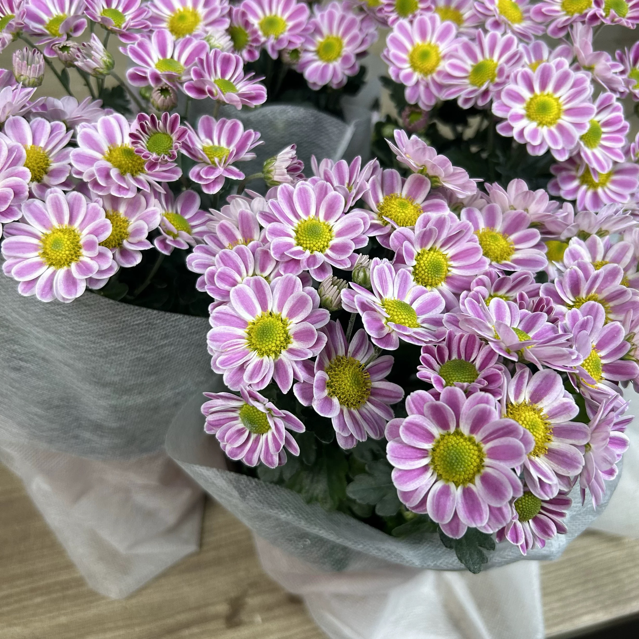 精品可爱鲁一尼小菊绿植鲜花生花苞发货到手一盆小雏菊带花苞