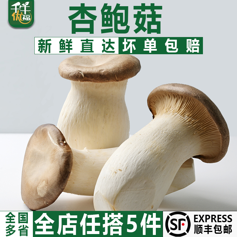 千牛优福杏鲍菇鸡腿菇 火锅食材双拼 鲜嫩菌菇 新鲜蔬菜基地直发