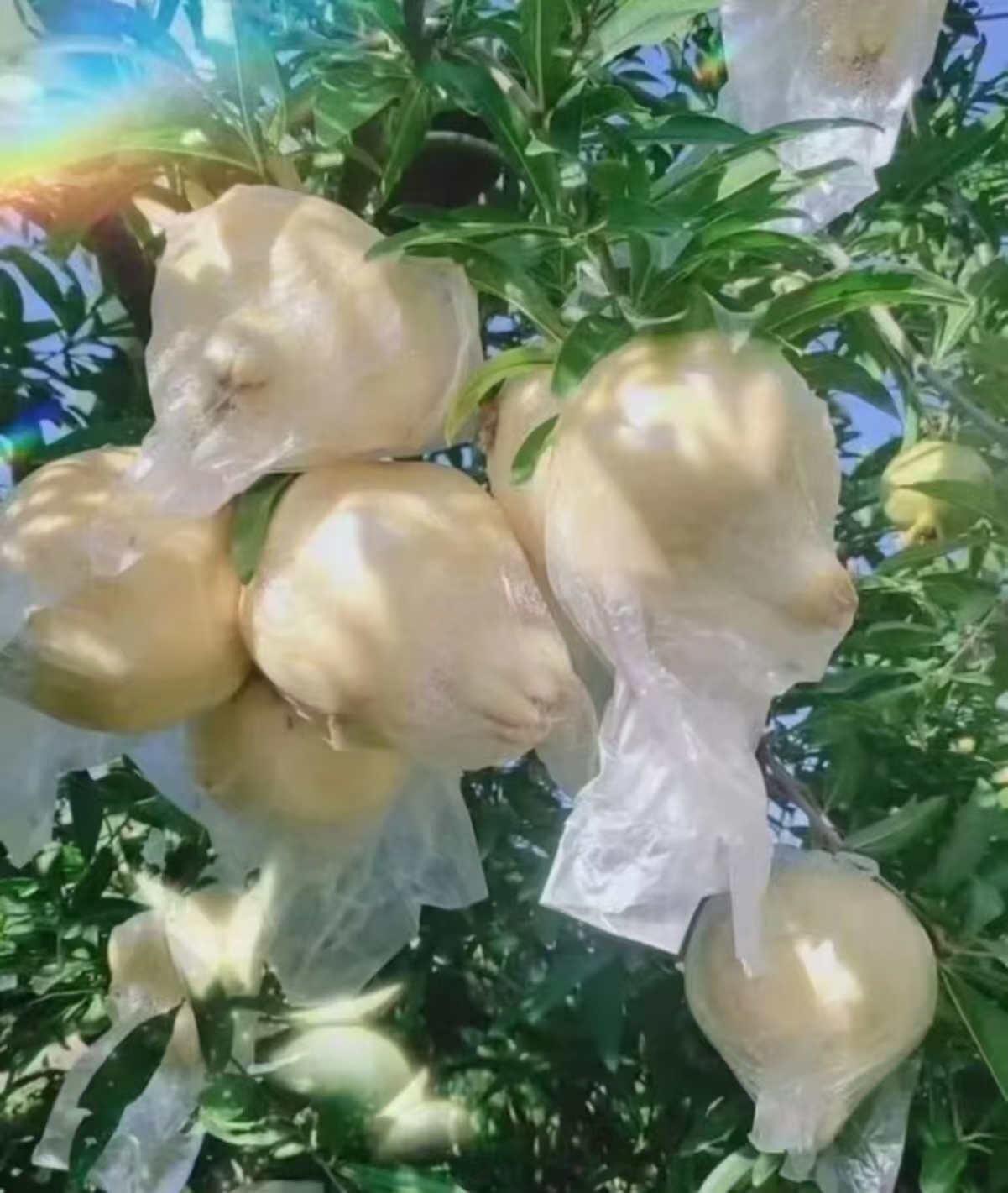 正宗怀远白花玉籽石榴 果粒洁白晶莹如玉石 是怀远石榴中的极品