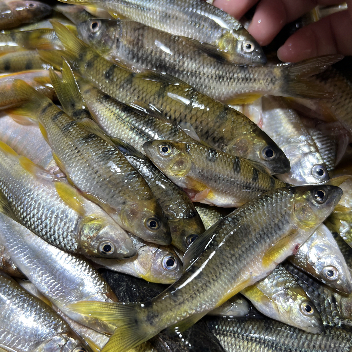 野生溪石斑鱼溪流石斑2斤生鲜发货真空包装顺丰包邮生鲜农家野生