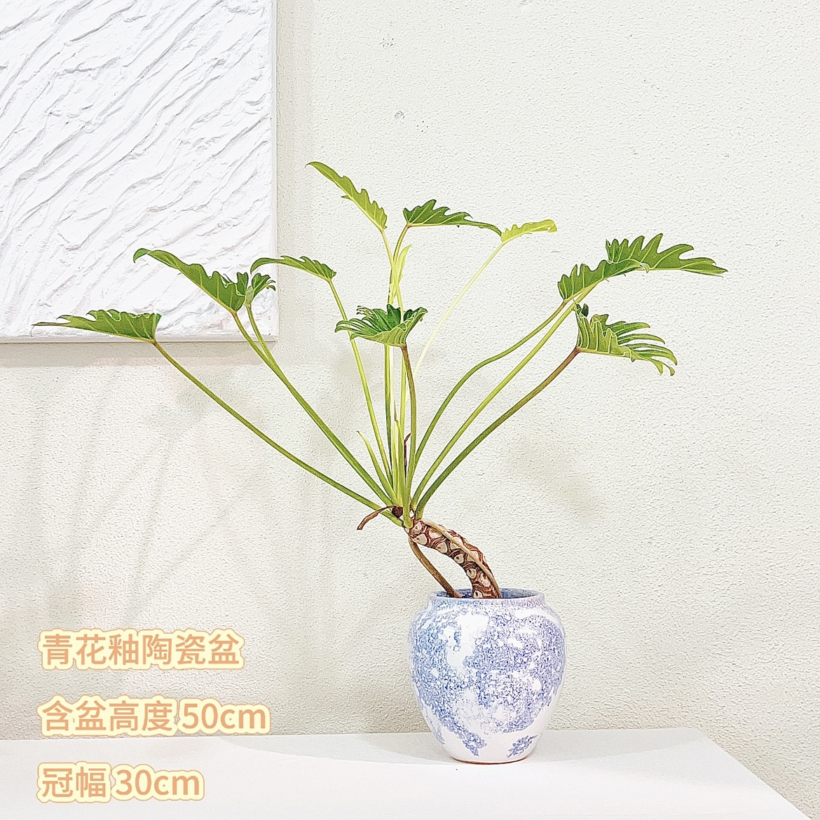 龙鳞小天使室内春雨桌面台易活观叶绿植盆栽提根室内吸甲醛盆栽