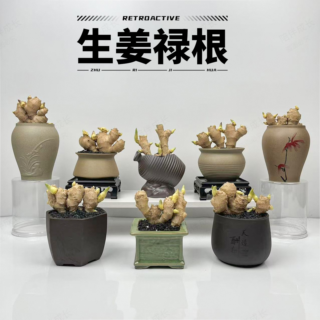 禄根室内带芽好养灵草不当生姜种苗种植植物办公室桌面高质量多肉