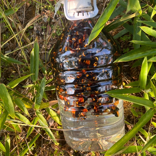 老蜂大金环大黑尾活泡鲜蜂诱蜂液摆件有蜂才真材实料请误直接食用
