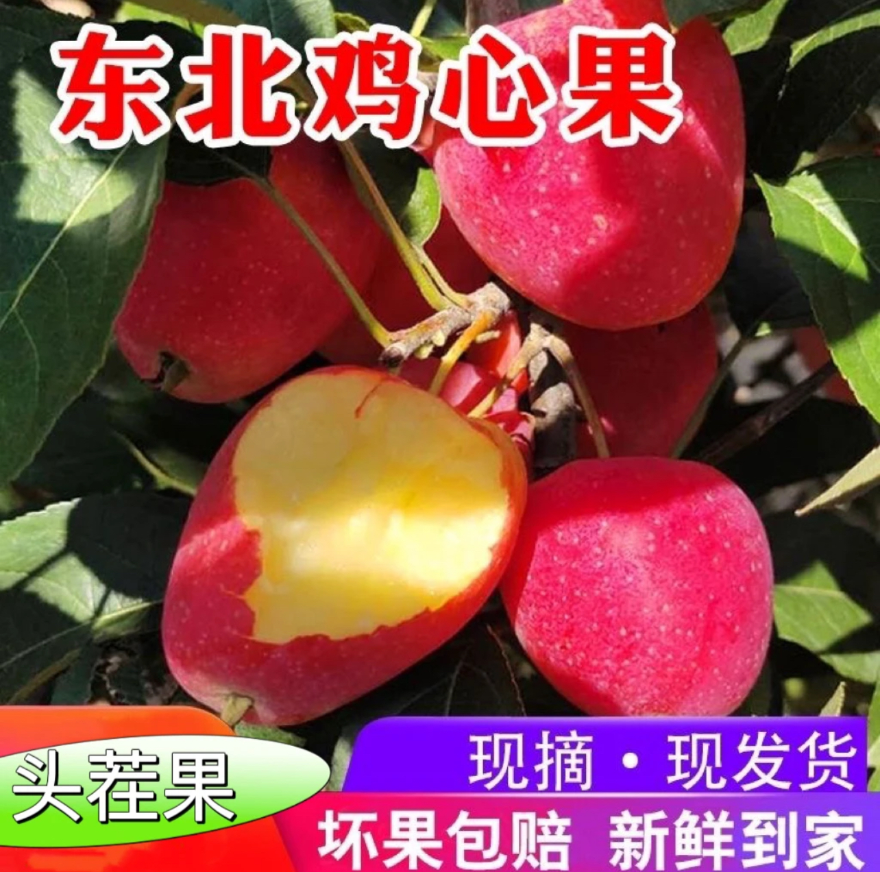 象牙山 鸡心果 现采现摘现发货 原产地主产区 果蔬专线包邮